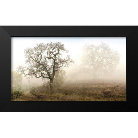 Sonoma Oak 1 Black Modern Wood Framed Art Print by Blaustein, Alan