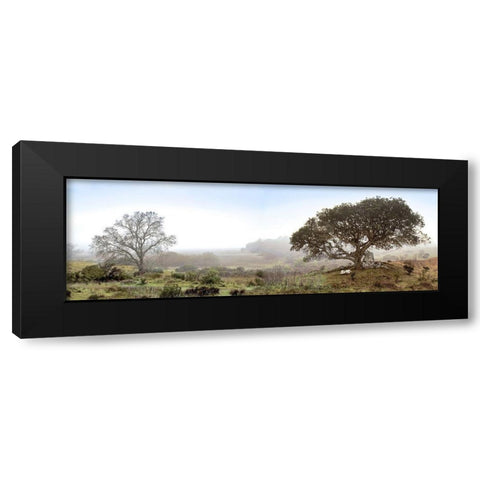 Sonoma Oak Trees No. 1 Black Modern Wood Framed Art Print by Blaustein, Alan