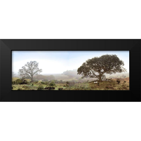 Sonoma Oak Trees No. 1 Black Modern Wood Framed Art Print by Blaustein, Alan
