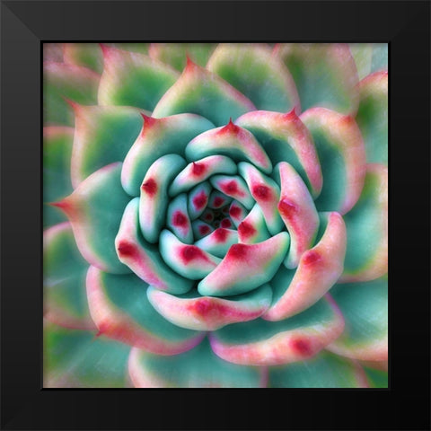 Deep Red Tips Black Modern Wood Framed Art Print by Bell, Jan