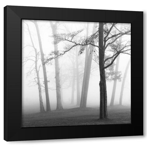 Ethereal Trees Black Modern Wood Framed Art Print by Bell, Nicholas