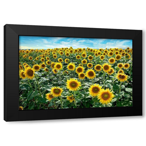 Cotona Sunflowers #1 Black Modern Wood Framed Art Print with Double Matting by Blaustein, Alan