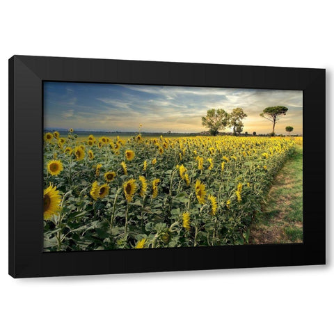 Cotona Sunflowers #3 Black Modern Wood Framed Art Print with Double Matting by Blaustein, Alan