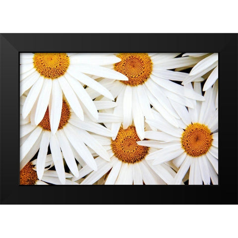 Daisy Splash Black Modern Wood Framed Art Print by Broom, Michael