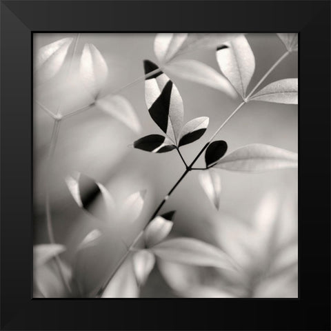 Botanical Study No. 5 Black Modern Wood Framed Art Print by Bell, Nicholas