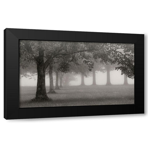Trees In Early Autumn Black Modern Wood Framed Art Print with Double Matting by Bell, Nicholas