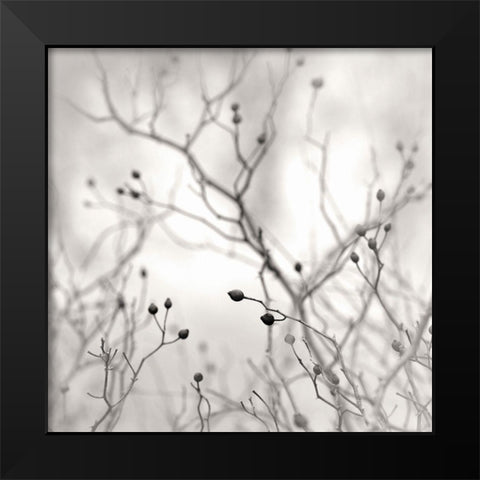 Winter Berries Black Modern Wood Framed Art Print by Bell, Nicholas