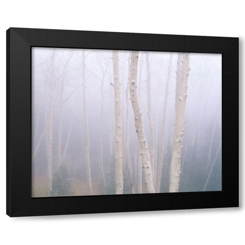 Aspens In The Fog Black Modern Wood Framed Art Print by Becia, Jim