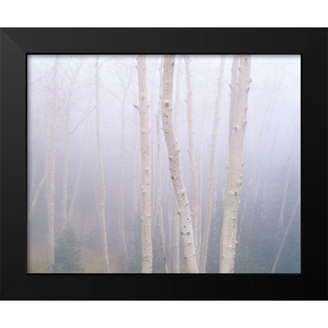 Aspens In The Fog Black Modern Wood Framed Art Print by Becia, Jim