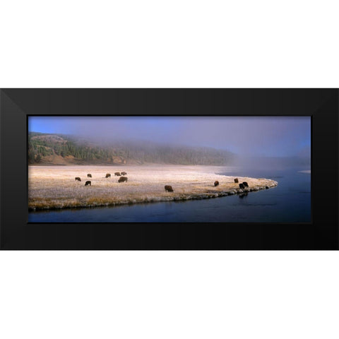Bison Along the Firehole Black Modern Wood Framed Art Print by Becia, Jim