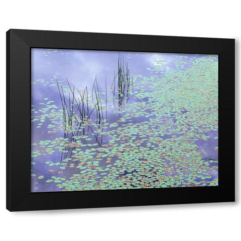 Damselfly and Lily Pads Black Modern Wood Framed Art Print by Becia, Jim