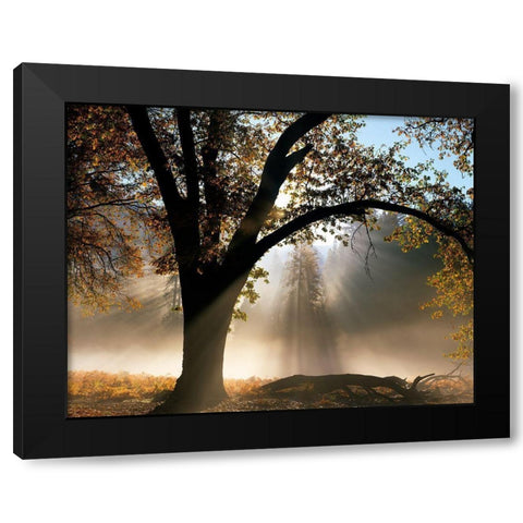 Sunrays Through the Fog Black Modern Wood Framed Art Print with Double Matting by Becia, Jim