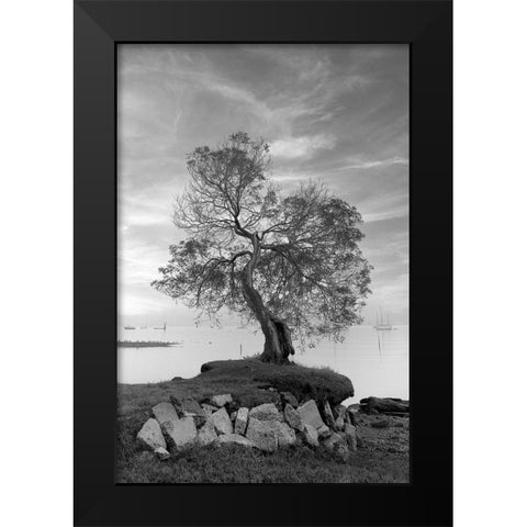 Coastal Oak Series No. 2 Black Modern Wood Framed Art Print by Blaustein, Alan