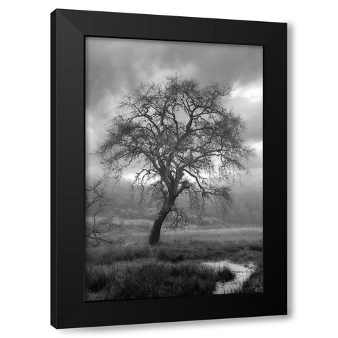 Coastal Oak Series No. 13 Black Modern Wood Framed Art Print by Blaustein, Alan