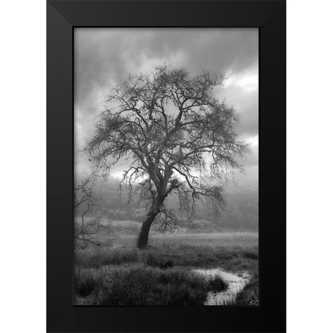 Coastal Oak Series No. 13 Black Modern Wood Framed Art Print by Blaustein, Alan