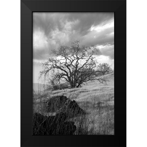 Coastal Oak Series No. 16 Black Modern Wood Framed Art Print by Blaustein, Alan