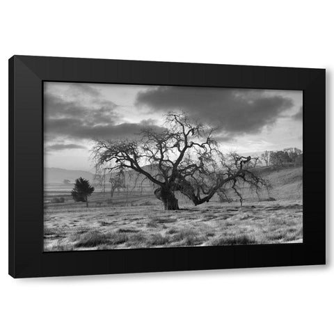 Coastal Oak Series No. 46 Black Modern Wood Framed Art Print with Double Matting by Blaustein, Alan