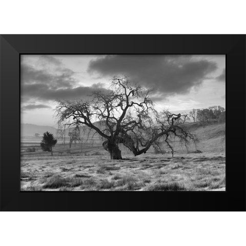 Coastal Oak Series No. 46 Black Modern Wood Framed Art Print by Blaustein, Alan