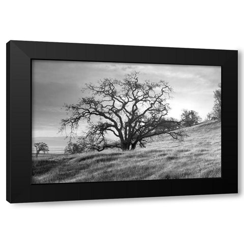 Coastal Oak Series No. 47 Black Modern Wood Framed Art Print with Double Matting by Blaustein, Alan