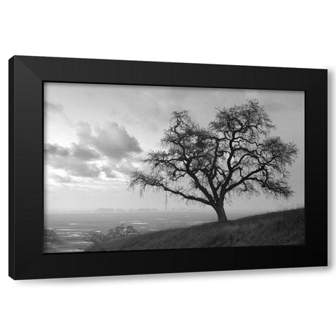 Coastal Oak Series No. 48 Black Modern Wood Framed Art Print with Double Matting by Blaustein, Alan