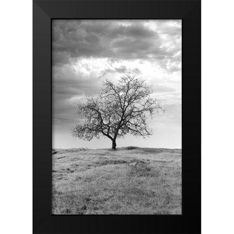 Coastal Oak Series No. 23 Black Modern Wood Framed Art Print by Blaustein, Alan
