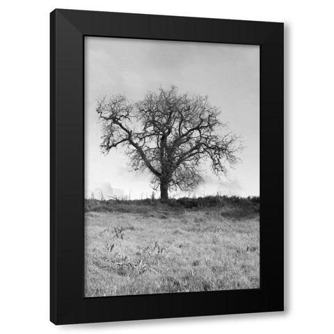 Coastal Oak Series No. 30 Black Modern Wood Framed Art Print by Blaustein, Alan