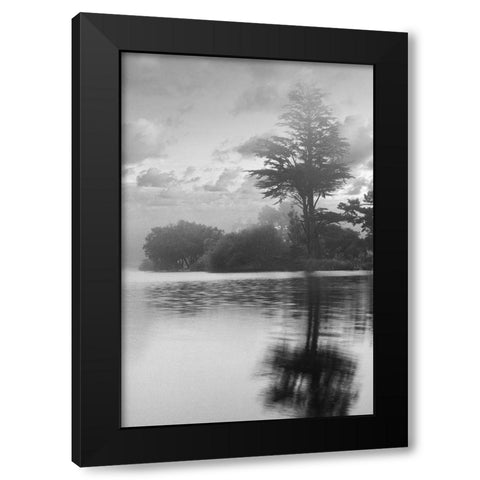 Coastal Oak Series No. 34 Black Modern Wood Framed Art Print by Blaustein, Alan