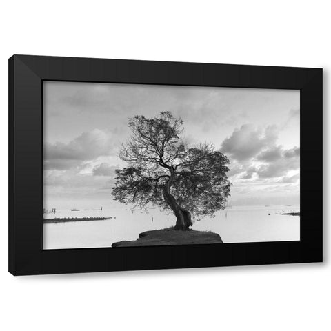 Coastal Oak Series No. 36 Black Modern Wood Framed Art Print by Blaustein, Alan