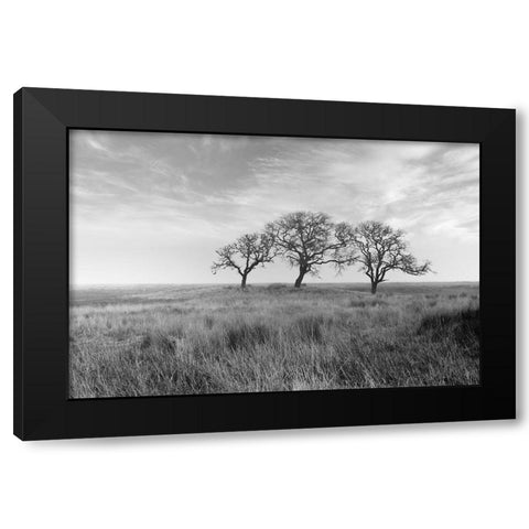 Coastal Oak Series No. 40 Black Modern Wood Framed Art Print with Double Matting by Blaustein, Alan