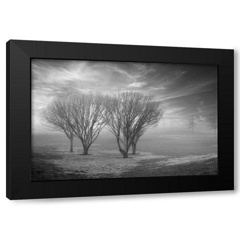 Coastal Oak Series No. 42 Black Modern Wood Framed Art Print by Blaustein, Alan