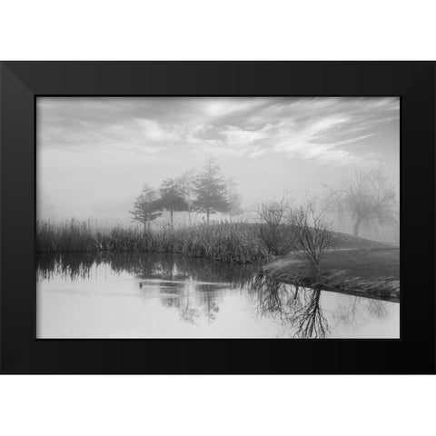 Coastal Oak Series No. 43 Black Modern Wood Framed Art Print by Blaustein, Alan