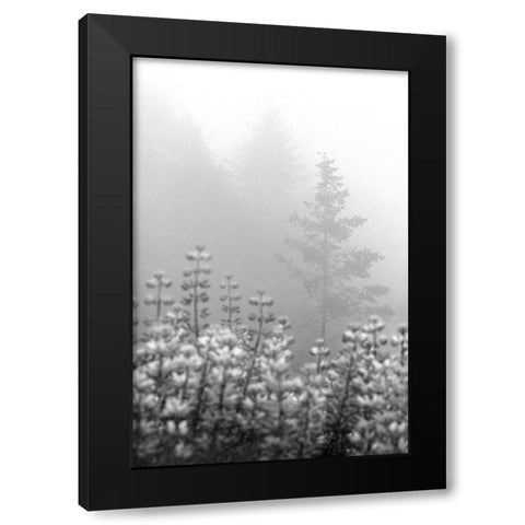 Coastal Oak Series No. 53 Black Modern Wood Framed Art Print by Blaustein, Alan