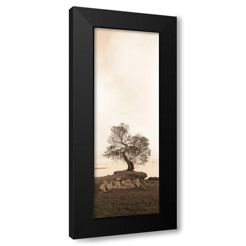 Coast Oak Black Modern Wood Framed Art Print with Double Matting by Blaustein, Alan