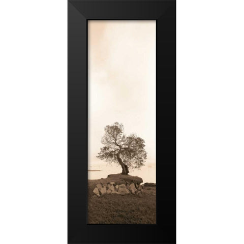 Coast Oak Black Modern Wood Framed Art Print by Blaustein, Alan