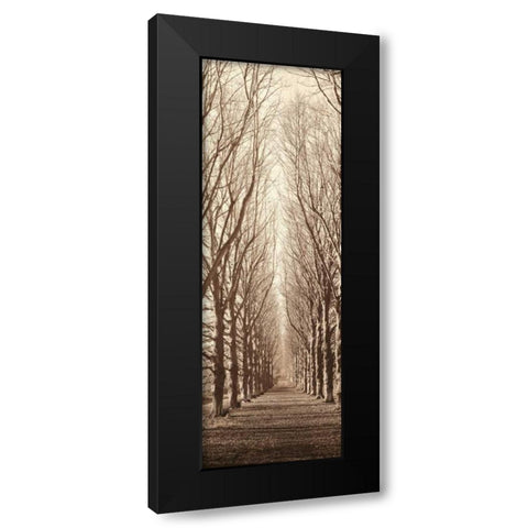 Poplar Trees Black Modern Wood Framed Art Print with Double Matting by Blaustein, Alan