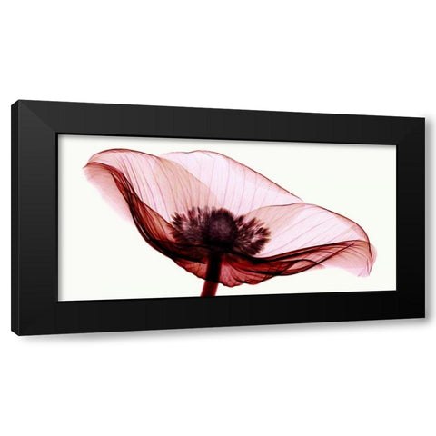 Anemone I Black Modern Wood Framed Art Print with Double Matting by Coop, Robert