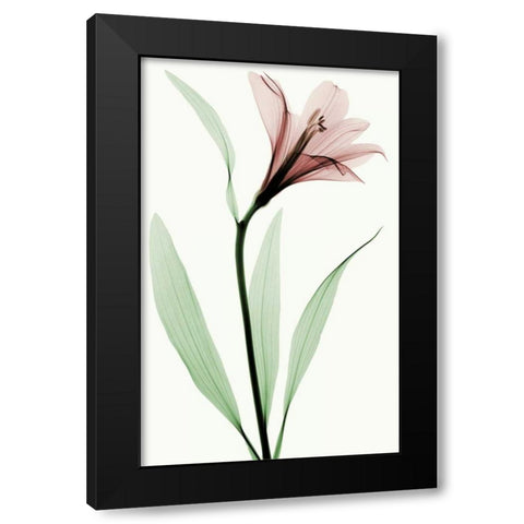 Lily II Black Modern Wood Framed Art Print by Coop, Robert