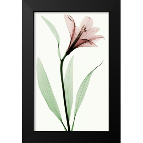 Lily II Black Modern Wood Framed Art Print by Coop, Robert