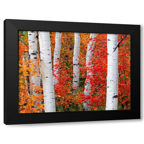 Aspens and Maples Black Modern Wood Framed Art Print by Carmel, Elizabeth