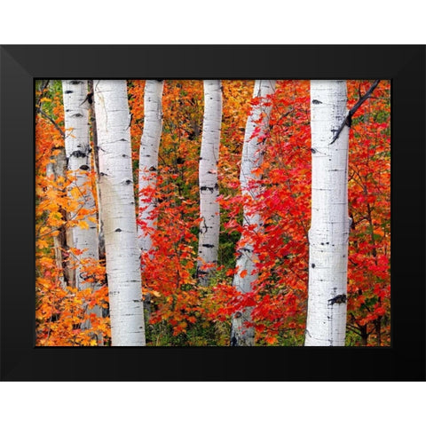 Aspens and Maples Black Modern Wood Framed Art Print by Carmel, Elizabeth