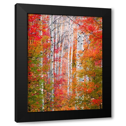 Autumn Passage Black Modern Wood Framed Art Print by Carmel, Elizabeth