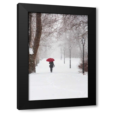 Winter Rose Black Modern Wood Framed Art Print with Double Matting by Corso, Stefano