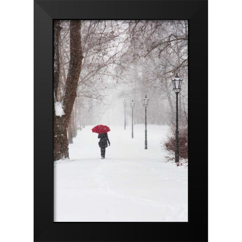 Winter Rose Black Modern Wood Framed Art Print by Corso, Stefano