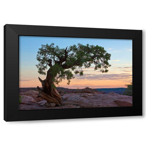 Ancient Tree Black Modern Wood Framed Art Print with Double Matting by Cannon, George