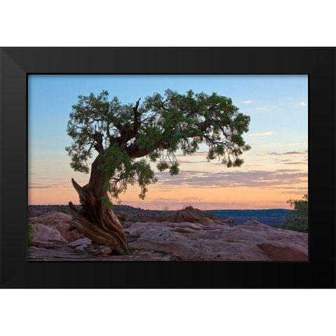 Ancient Tree Black Modern Wood Framed Art Print by Cannon, George