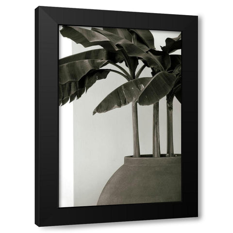 Banana Trees Black Modern Wood Framed Art Print with Double Matting by Cannon, George