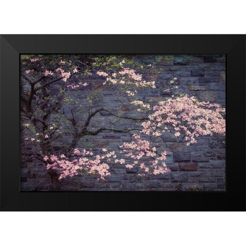 Dogwood in Pink Black Modern Wood Framed Art Print by Cannon, George