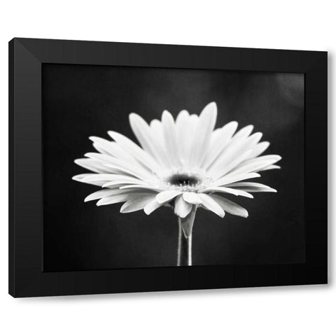 Daisy Black Modern Wood Framed Art Print with Double Matting by Cochrane, Carolyn