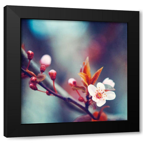 Natures Palette Black Modern Wood Framed Art Print with Double Matting by Cochrane, Carolyn