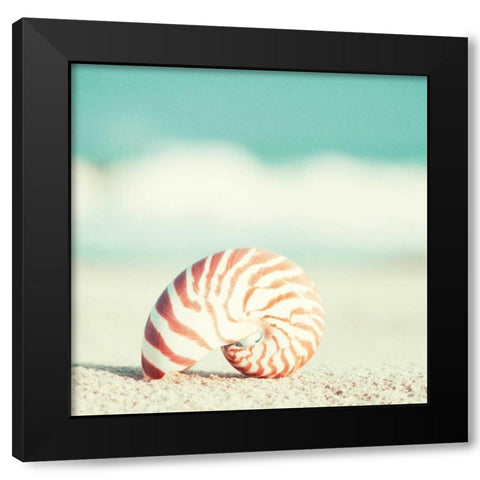 Nautilus Black Modern Wood Framed Art Print by Cochrane, Carolyn